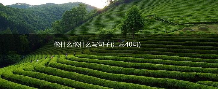 像什么像什么写句子(汇总40句),第1张