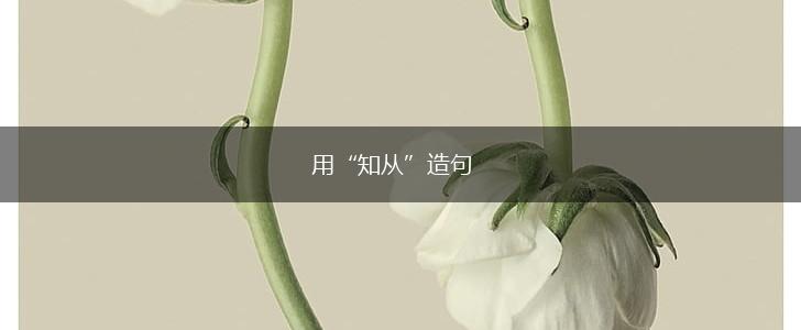 用“知从”造句,第1张
