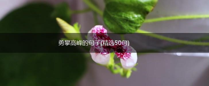 勇攀高峰的句子(精选50句),第1张