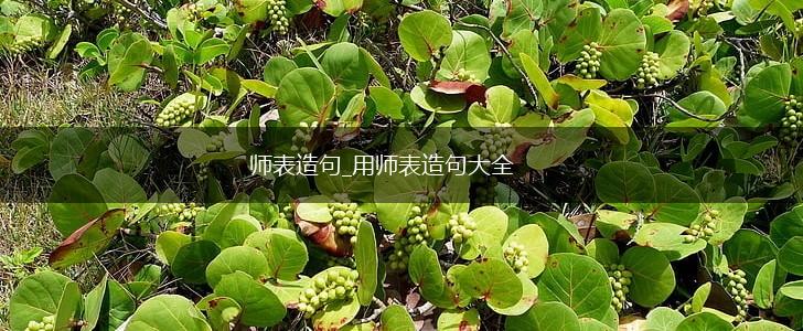 师表造句_用师表造句大全,第1张