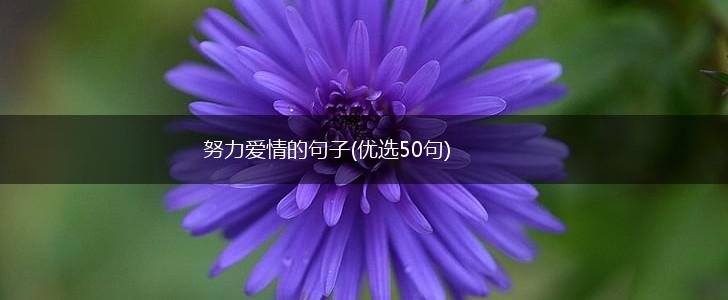 努力爱情的句子(优选50句),第1张