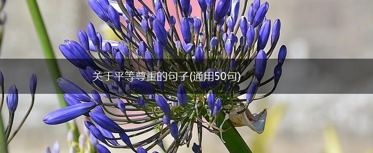 关于平等尊重的句子(通用50句),第1张