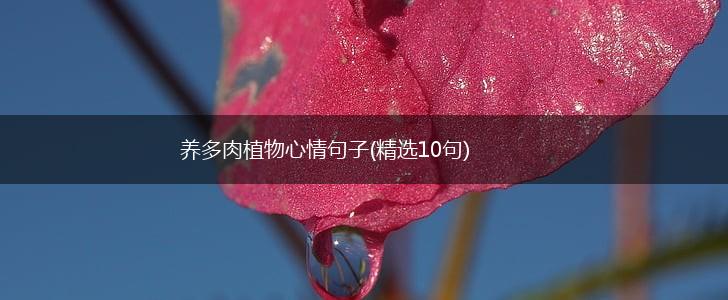 养多肉植物心情句子(精选10句),第1张