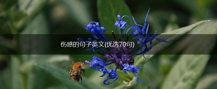 伤感的句子英文(优选70句),第1张