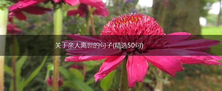 关于亲人离世的句子(精选50句),第1张