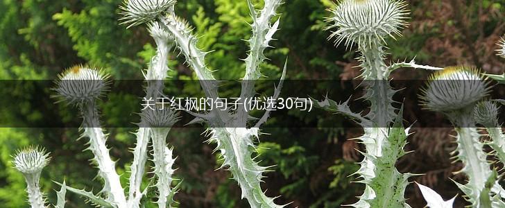 关于红枫的句子(优选30句),第1张
