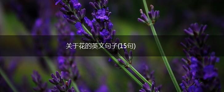 关于花的英文句子(15句),第1张