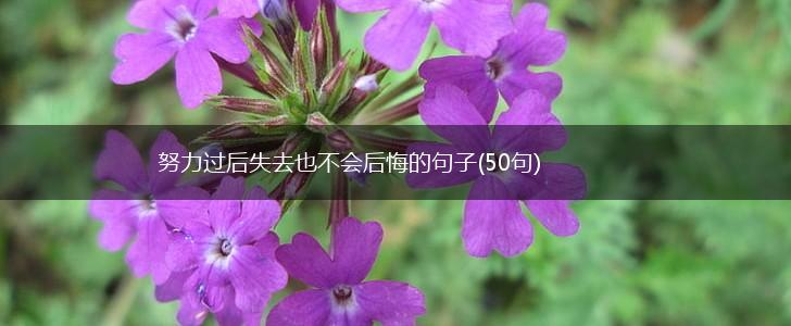 努力过后失去也不会后悔的句子(50句),第1张