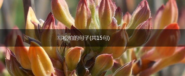 写松柏的句子(共15句),第1张