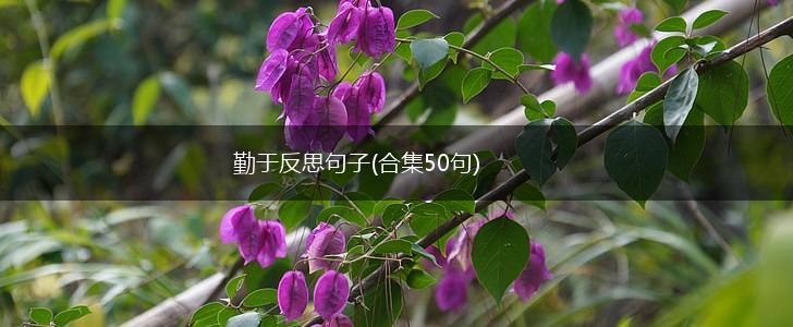 勤于反思句子(合集50句),第1张