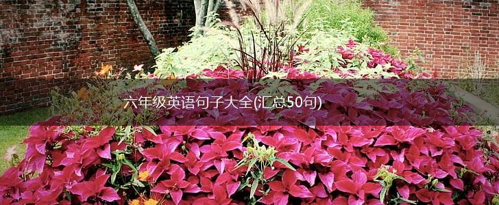 六年级英语句子大全(汇总50句),第1张