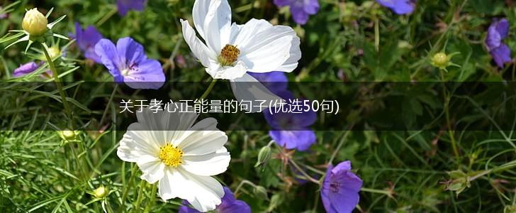 关于孝心正能量的句子(优选50句),第1张