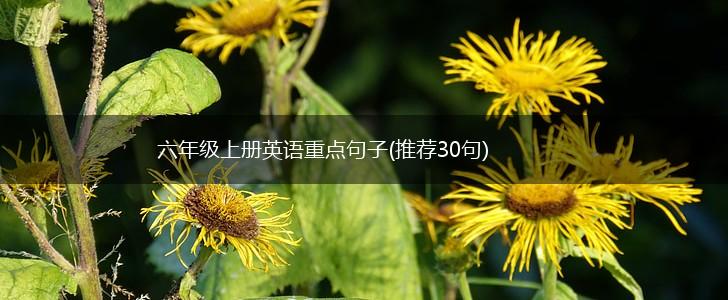 六年级上册英语重点句子(推荐30句),第1张