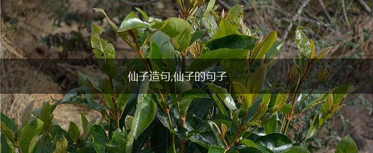 仙子造句,仙子的句子,第1张