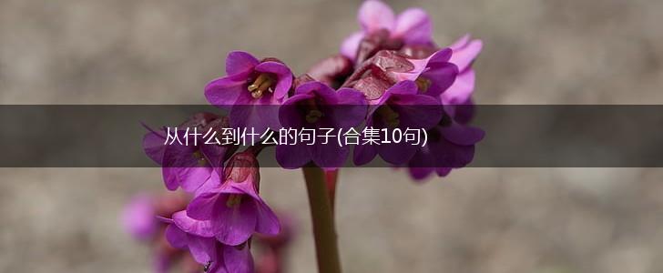 从什么到什么的句子(合集10句),第1张