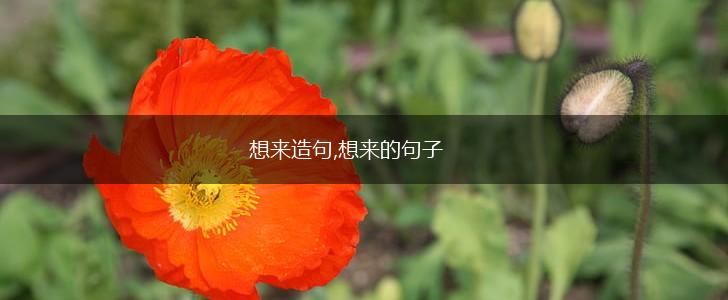 想来造句,想来的句子,第1张