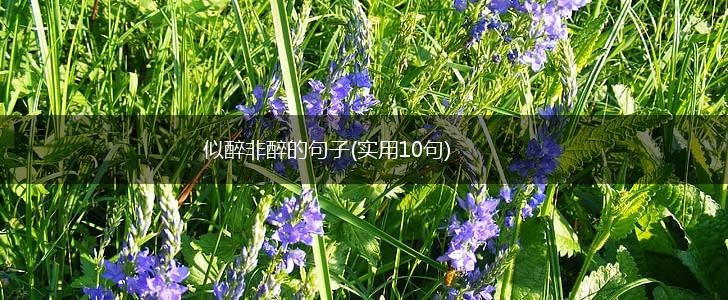 似醉非醉的句子(实用10句),第1张