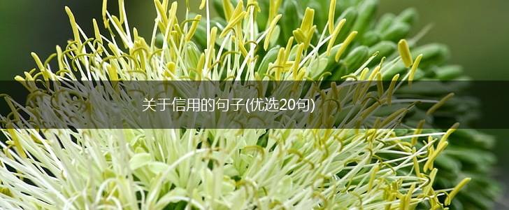 关于信用的句子(优选20句),第1张