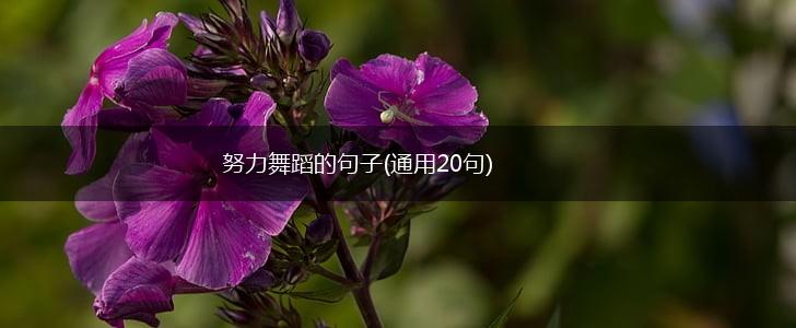 努力舞蹈的句子(通用20句),第1张