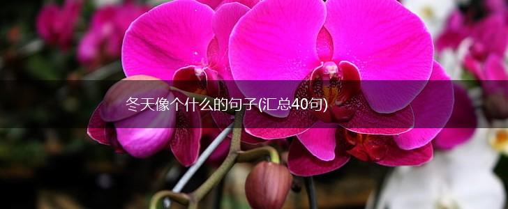 冬天像个什么的句子(汇总40句),第1张