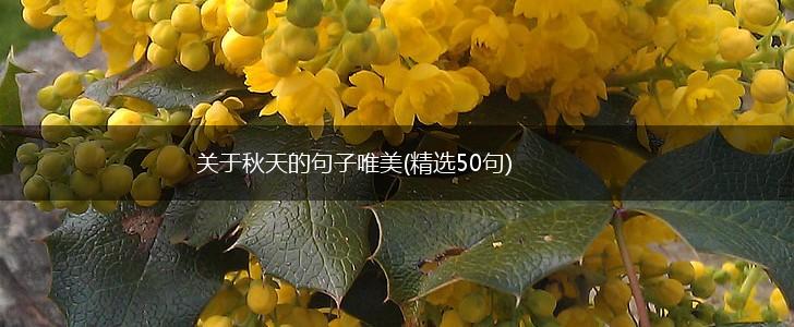 关于秋天的句子唯美(精选50句),第1张