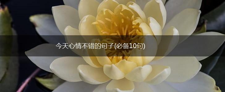今天心情不错的句子(必备10句),第1张