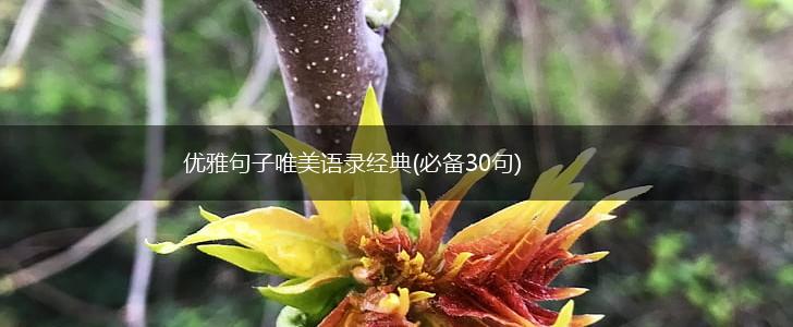 优雅句子唯美语录经典(必备30句),第1张