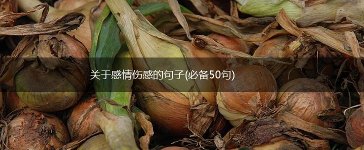 关于感情伤感的句子(必备50句),第1张