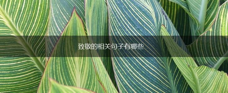 致敬的相关句子有哪些,第1张