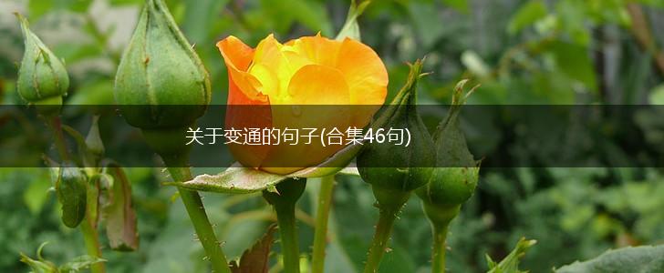 关于变通的句子(合集46句),第1张