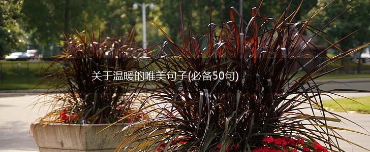 关于温暖的唯美句子(必备50句),第1张
