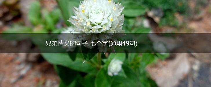 兄弟情义的句子 七个字(通用49句),第1张