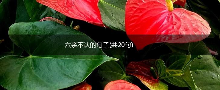 六亲不认的句子(共20句),第1张