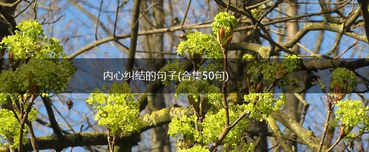 内心纠结的句子(合集50句),第1张