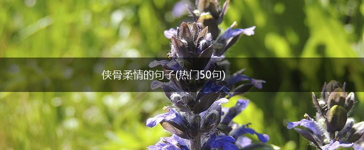侠骨柔情的句子(热门50句),第1张