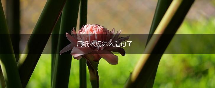 用纸老虎怎么造句子,第1张