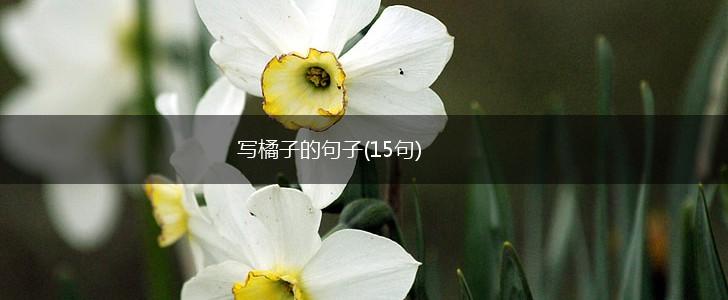 写橘子的句子(15句),第1张