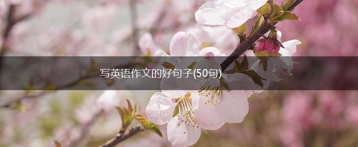 写英语作文的好句子(50句),第1张