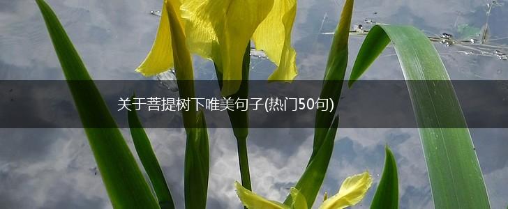 关于菩提树下唯美句子(热门50句),第1张