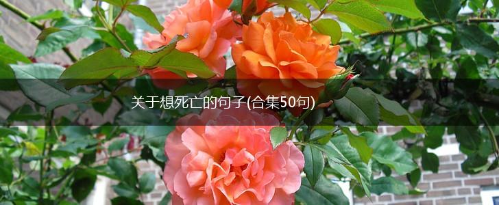 关于想死亡的句子(合集50句),第1张