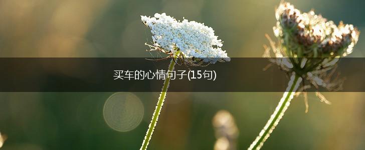 买车的心情句子(15句),第1张