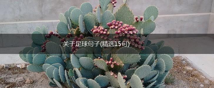 关于足球句子(精选15句),第1张