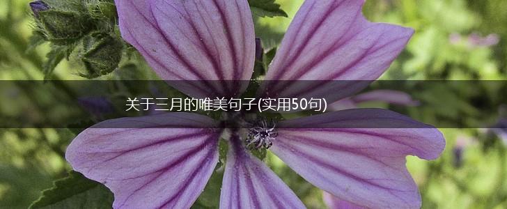 关于三月的唯美句子(实用50句),第1张