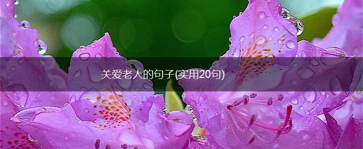 关爱老人的句子(实用20句),第1张