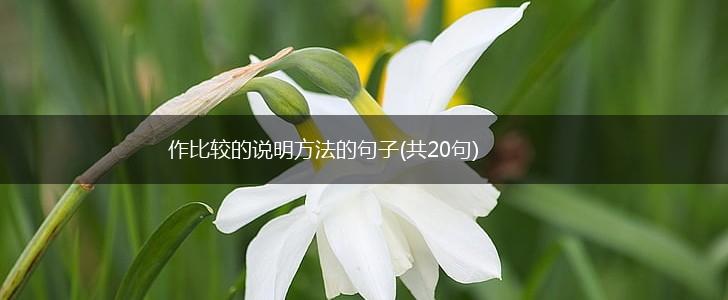 作比较的说明方法的句子(共20句),第1张