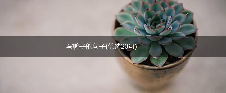 写鸭子的句子(优选20句),第1张