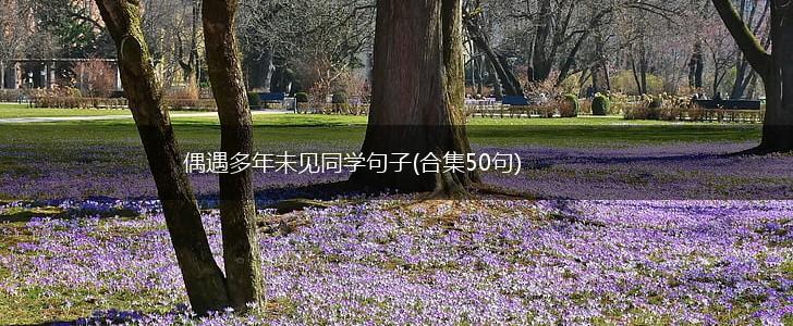 偶遇多年未见同学句子(合集50句),第1张