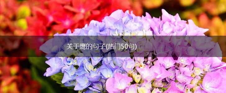 关于鹰的句子(热门50句),第1张