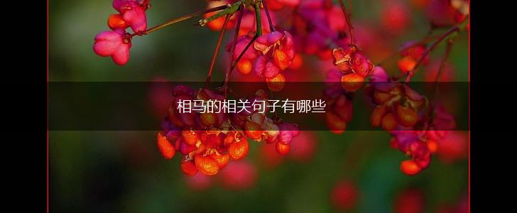 相马的相关句子有哪些,第1张