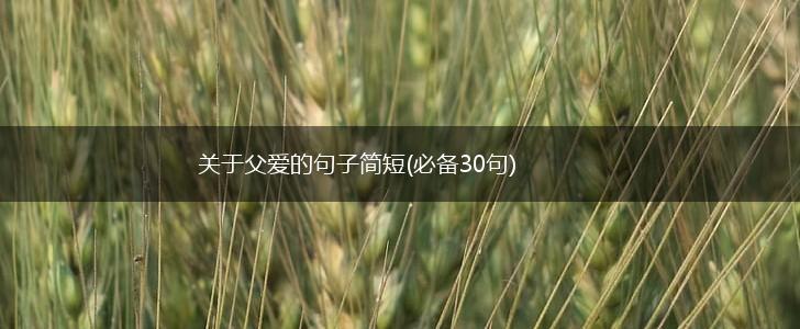 关于父爱的句子简短(必备30句),第1张